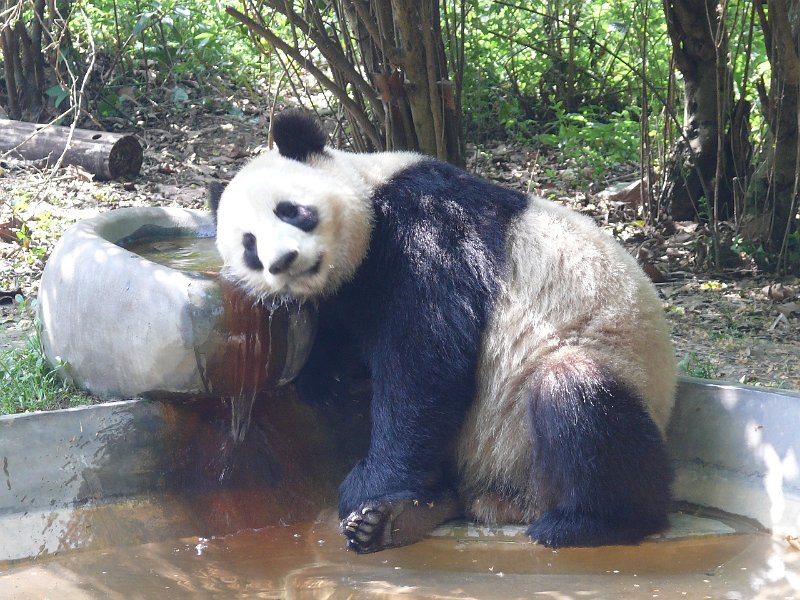 Pandas (055).jpg